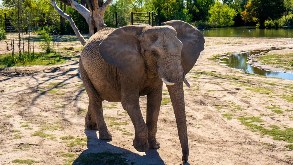 zoo-elephant-simunye