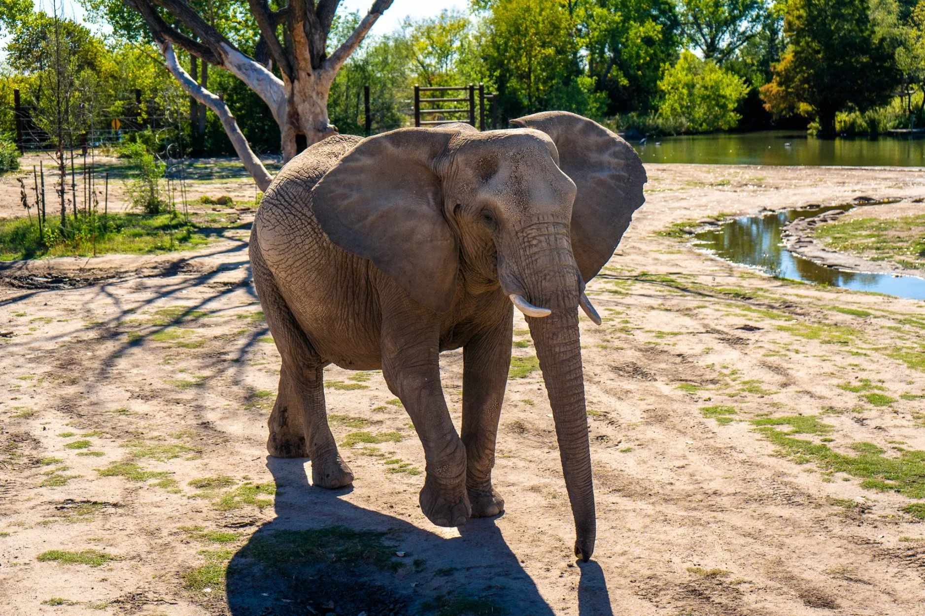 zoo-elephant-simunye