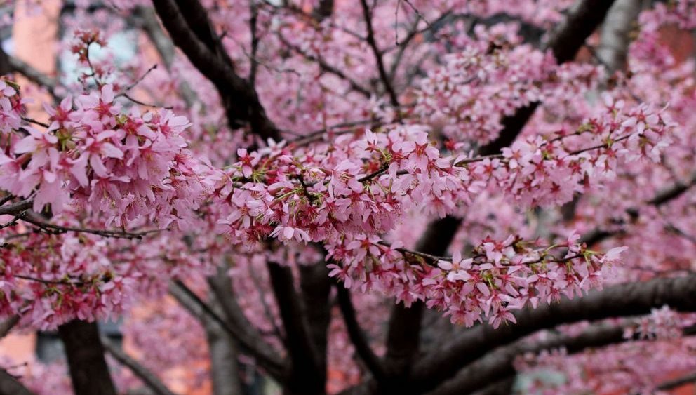 abcnews_cherryblossom_022223465712
