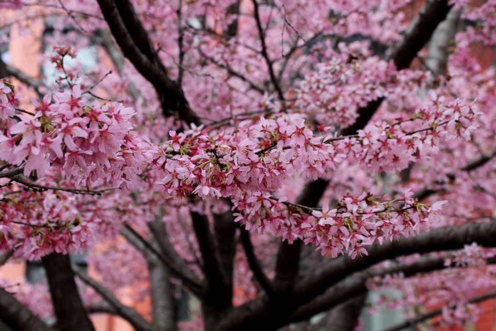 abcnews_cherryblossom_022223465712