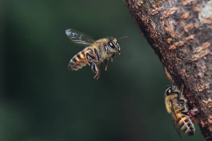 gettyimages_bee_050123620319