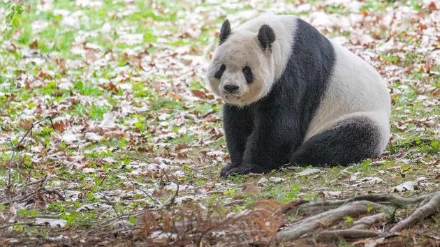 panda-1-gty-er-231107_1699393564295_hpmain82501