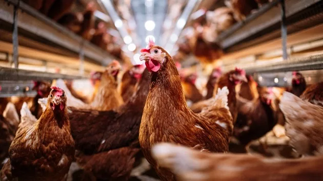 gettyrf_52124_poultryfarm976090