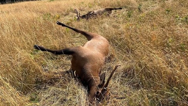 elks_1722406295084_hpmain_4x3127380