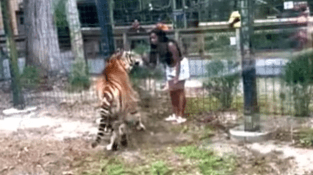 bridgetonpd_tiger_082624946391
