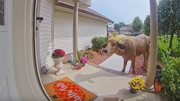 waterbuffalo-1-ht-er-240827_1724797952996_hpmain_1x1927648