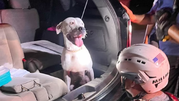 bellarescue_1727858917220_hpmain_1x1537841
