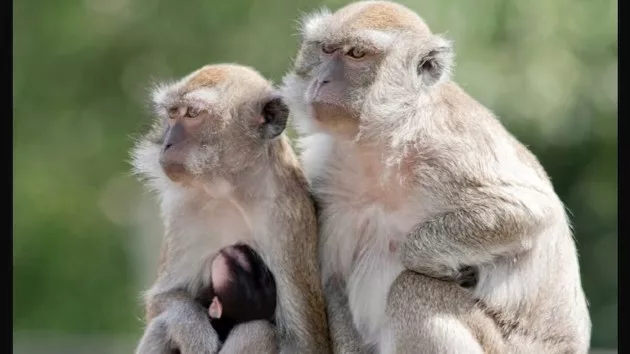 news_primates_110724670133