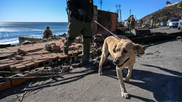 getty_dogcaliforniafire_011325224181