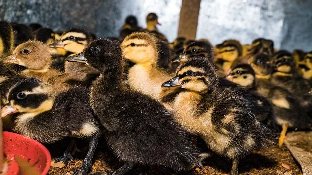 g_ducks_012325386482