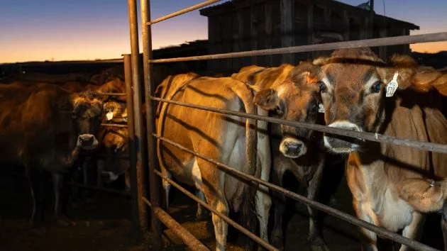 getty_dairycowsfile848911
