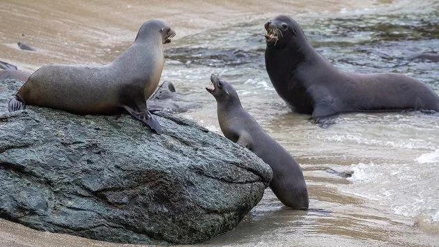 g_sealion_032625366960