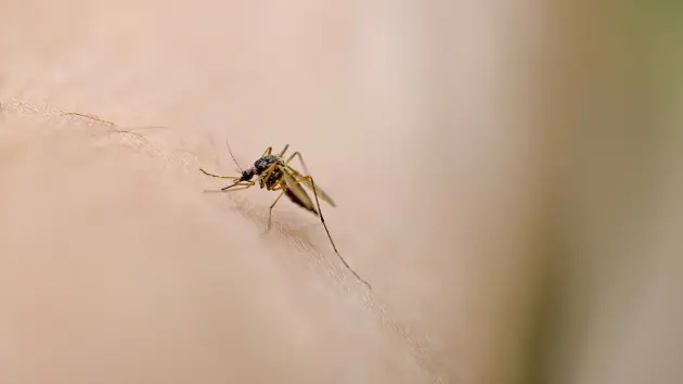 getty_mosquito_102725192465