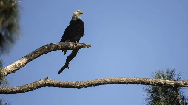 g_baldeagle_051526390447