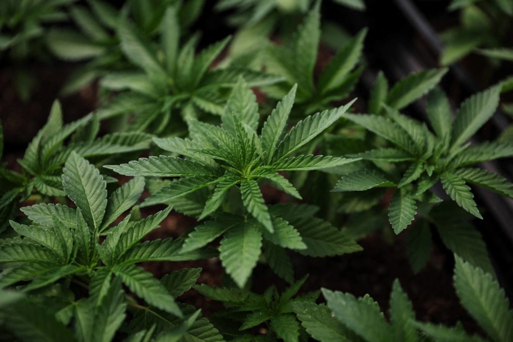 2022-07-15t000000z_827204393_rc2icv9gcyrv_rtrmadp_3_usa-cannabis-new-york-jpg-14