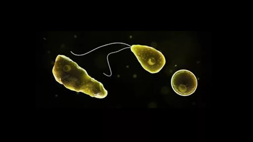 rare-brain-eating-amoeba-jpg-3