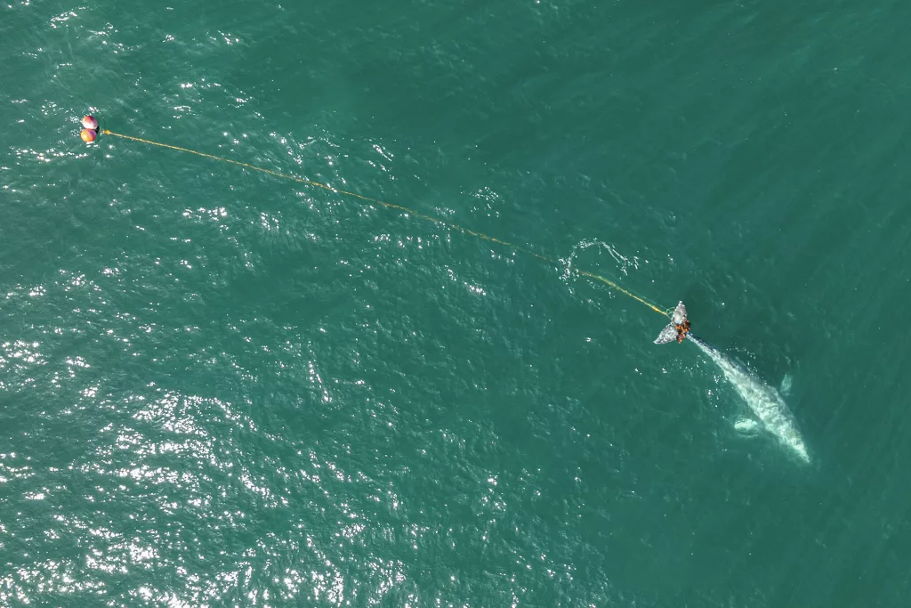 171280548972983gzn7ebmeah726163