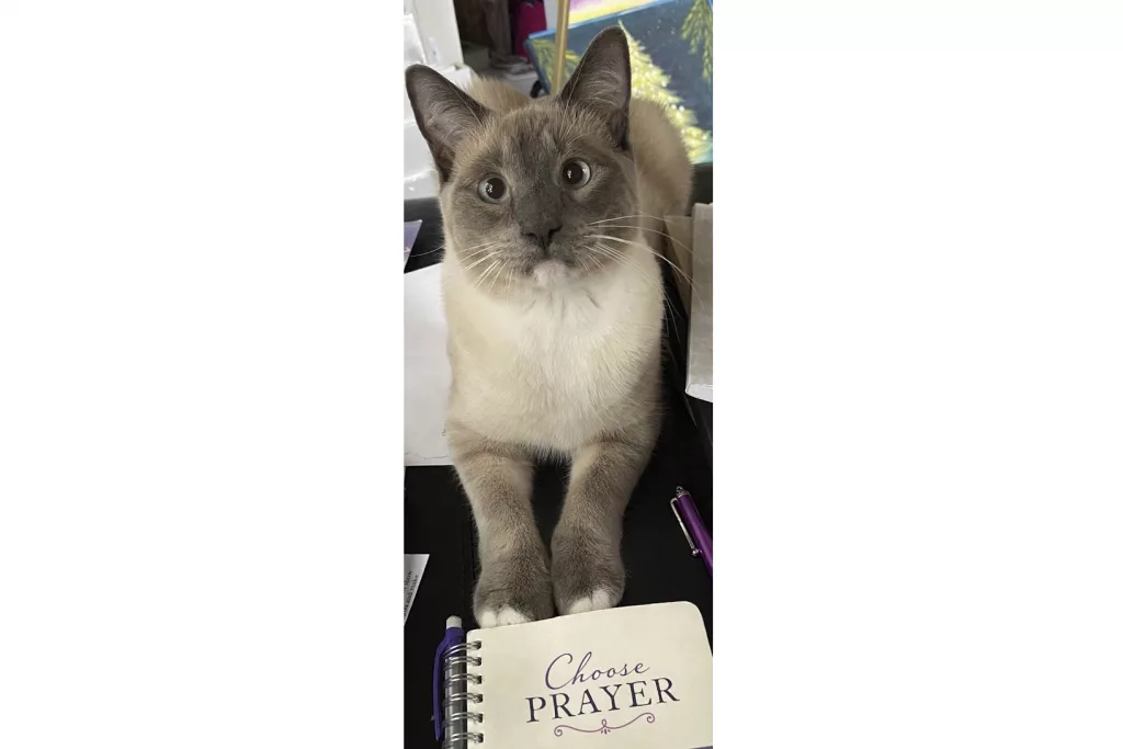 1726874292259164imssoukdcl-apn767457