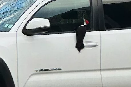 1746008287427402iosfjie31e-apn991378