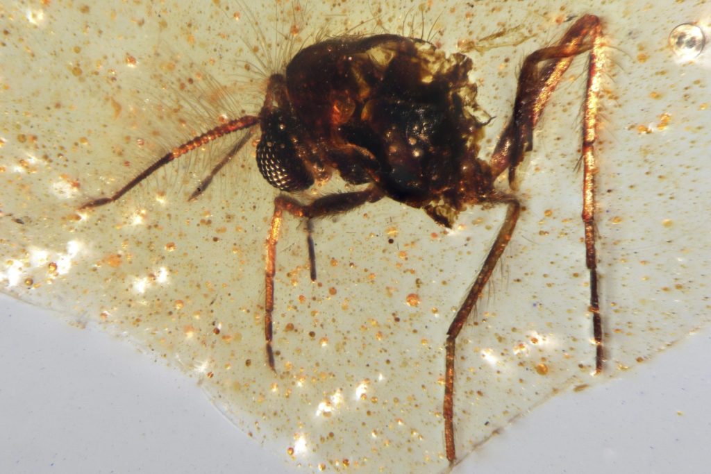 Lingt Insect Discovery of insects trapped in amber sheds light on ancient Amazon ...