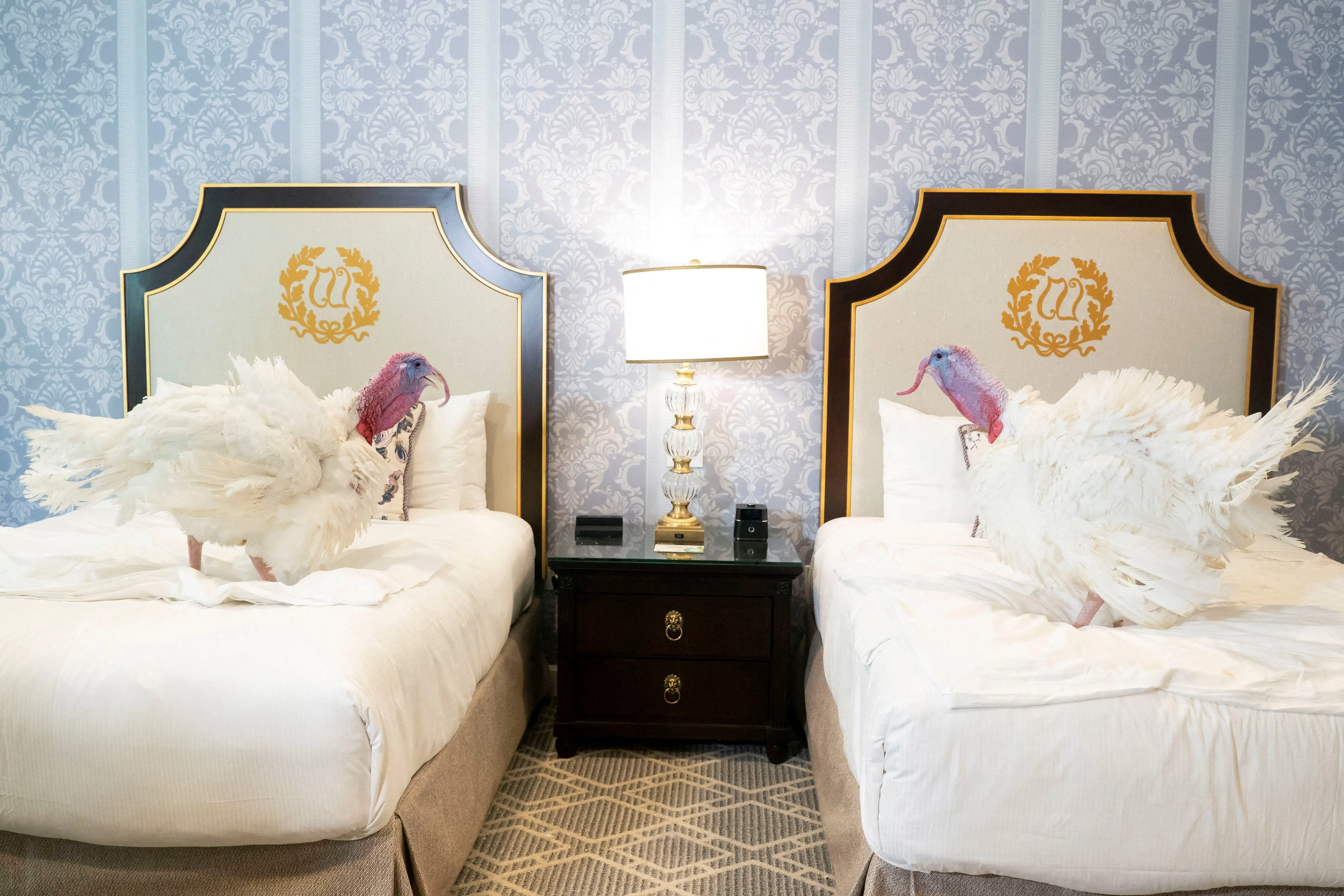 the-national-thanksgiving-turkeys-are-unvieled-ahead-of-white-house-pardon