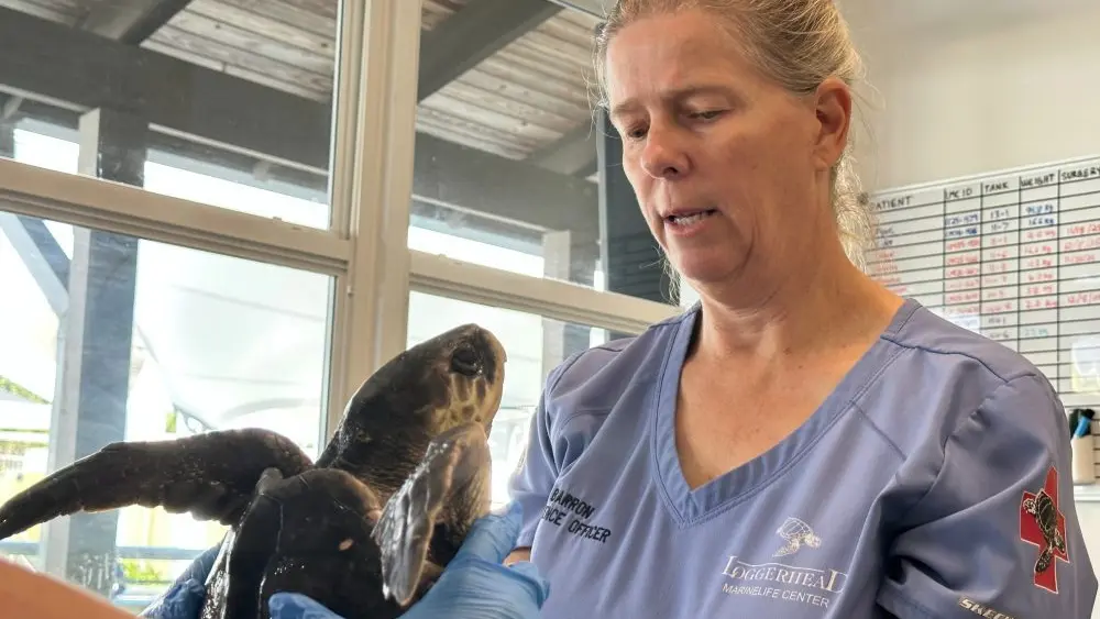 1765862294255504qtysyyr4na-apn360444