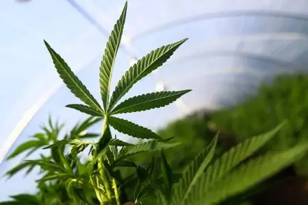 1766063112636111kjjcmmv3fg87922