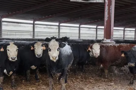 1766574321283340zsjcrh1hlv841801