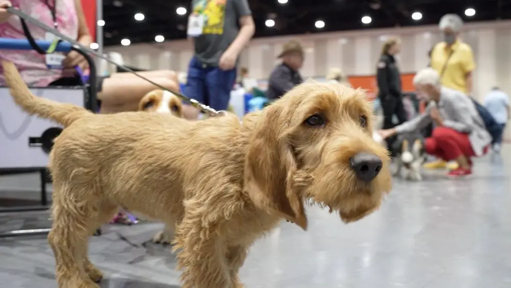 17671043016367091aukm0aalz-apn421368