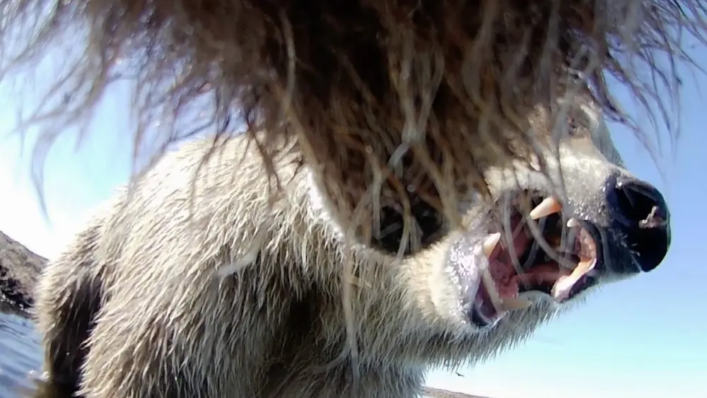 1769951903601623tpz35cmwfy-apn613334