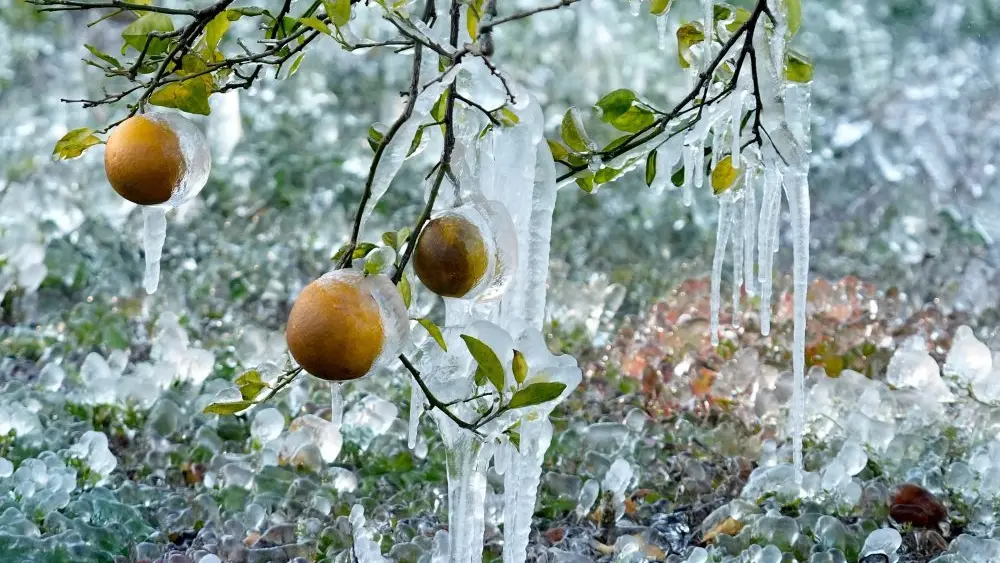 1769966300327884vfqnwcwa6t-apn116010