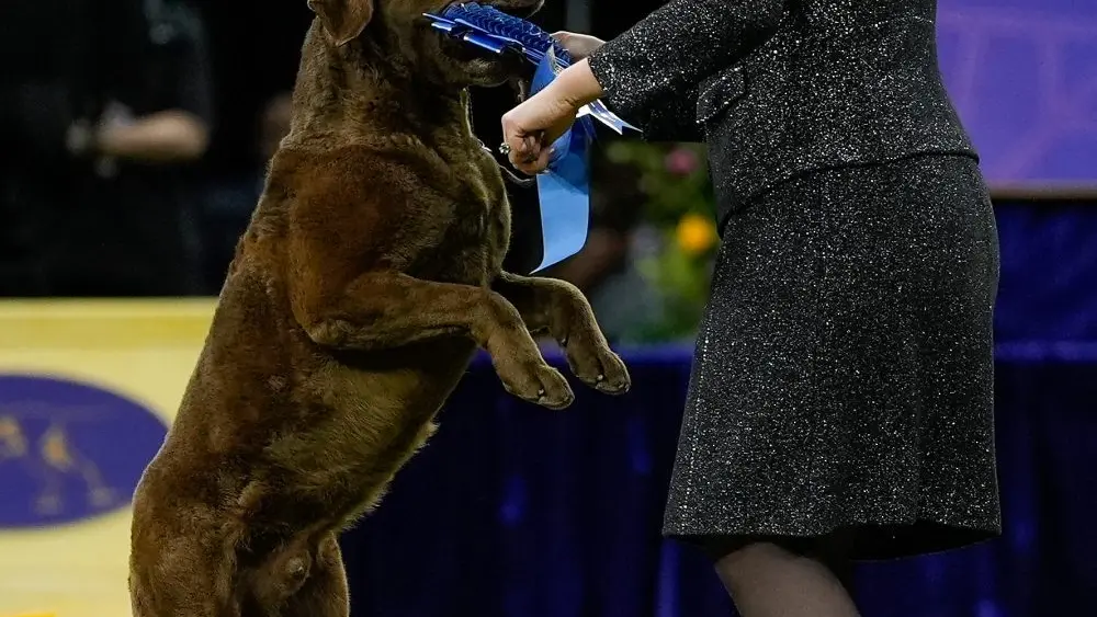 1770171493153601uz1wmtg1y8-apn259937