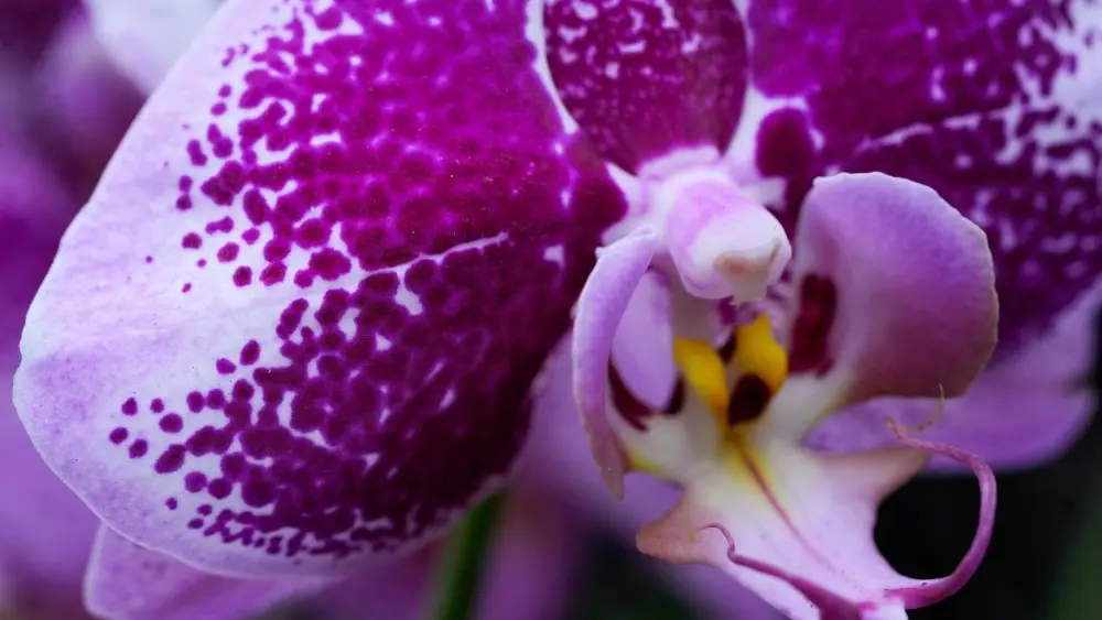 1770416293746073ubbpulvmuc-apn539201