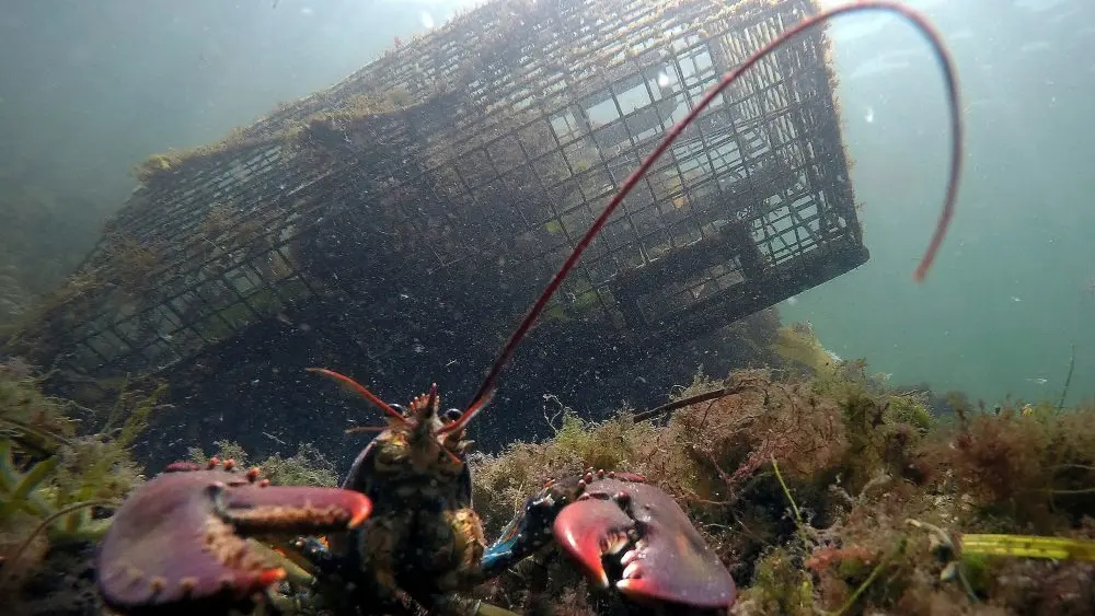 1772806697362177zxriuibiq1-apn72911