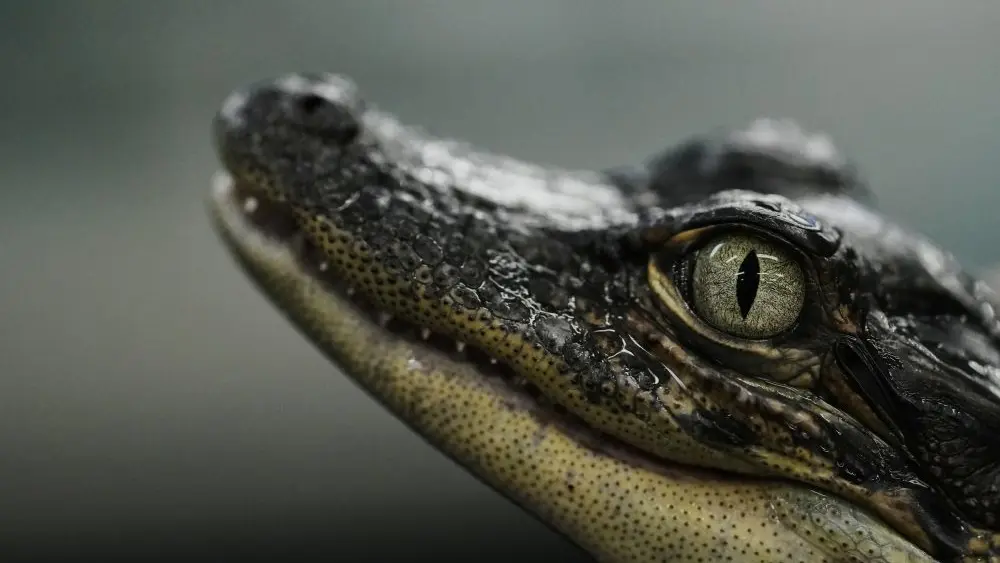 1773407901308924zjecnmmf1t-apn388037