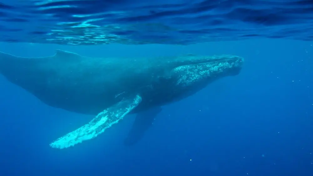 17736634995460653pbwgyth9e-apn98515