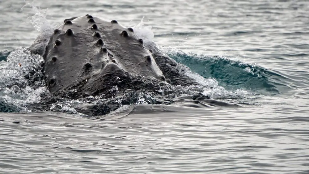 1773663502580025xgockdiwwn-apn629431