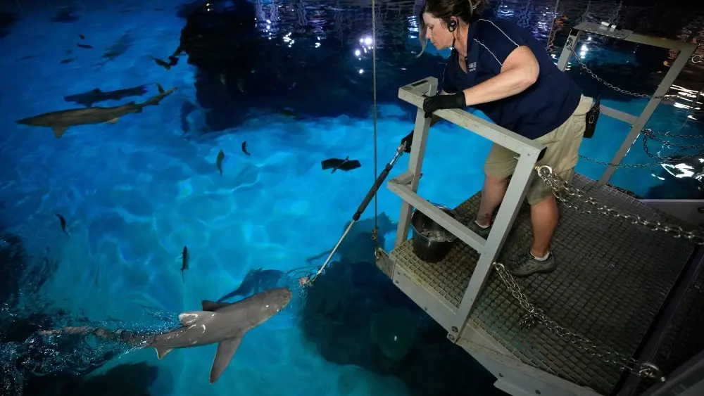 177380750597893yqsbgvydzp-apn795120