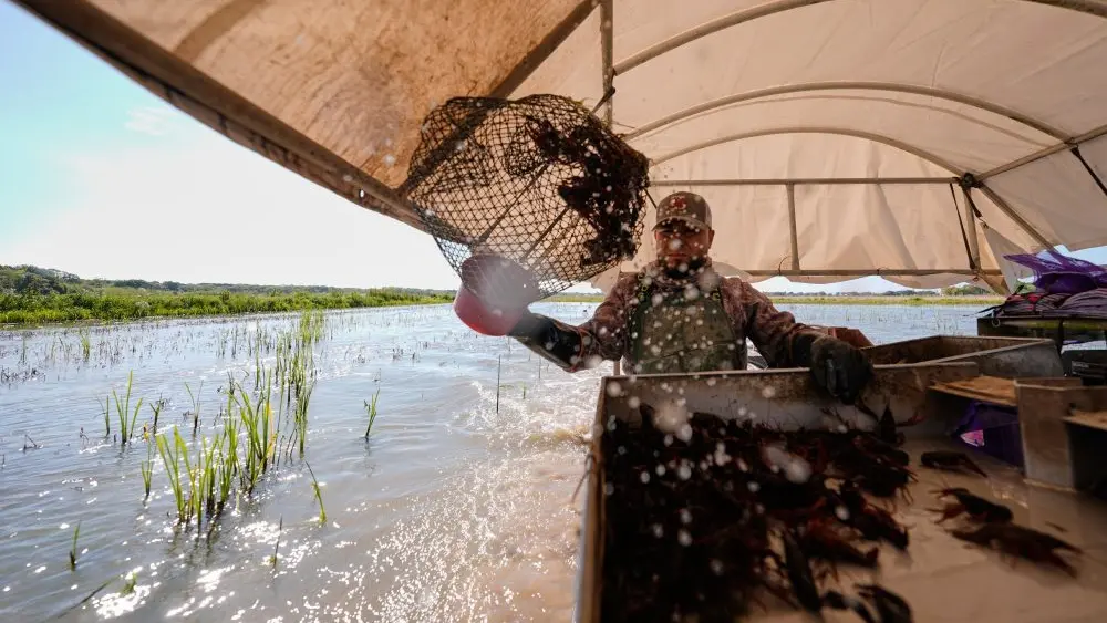 1774498704762620pb9vq8bscu-apn796129