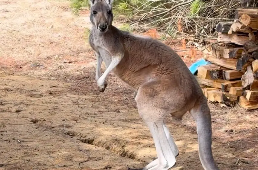 1774819098913575ok0fegamhg-apn76334