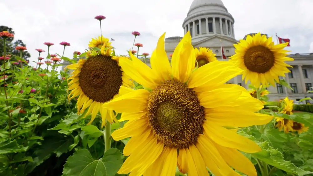 177487673554185tiqgsfihz0-apn64472