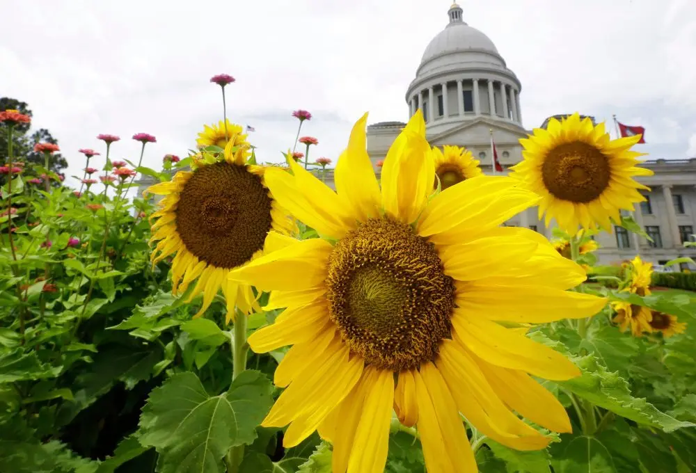 177487673554185tiqgsfihz0-apn64472