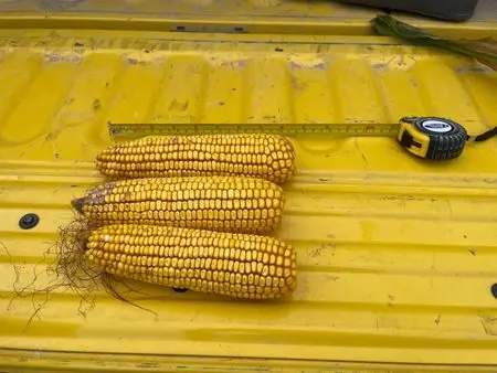 1775063138324918u7c1ekwmje252832