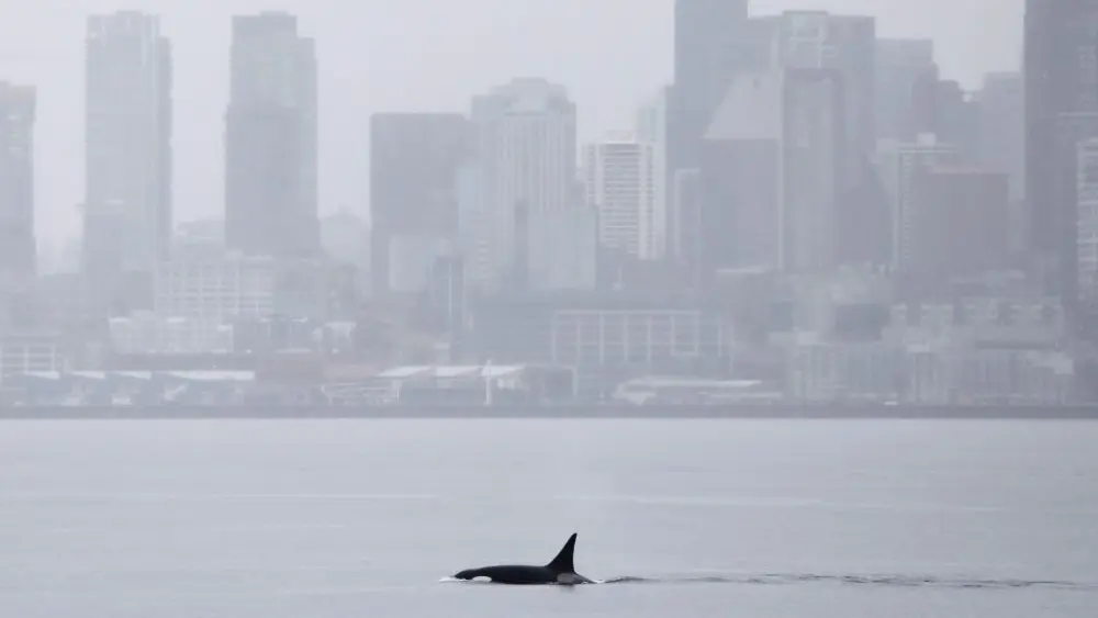 177524749767717bnttmgsdel-apn646314