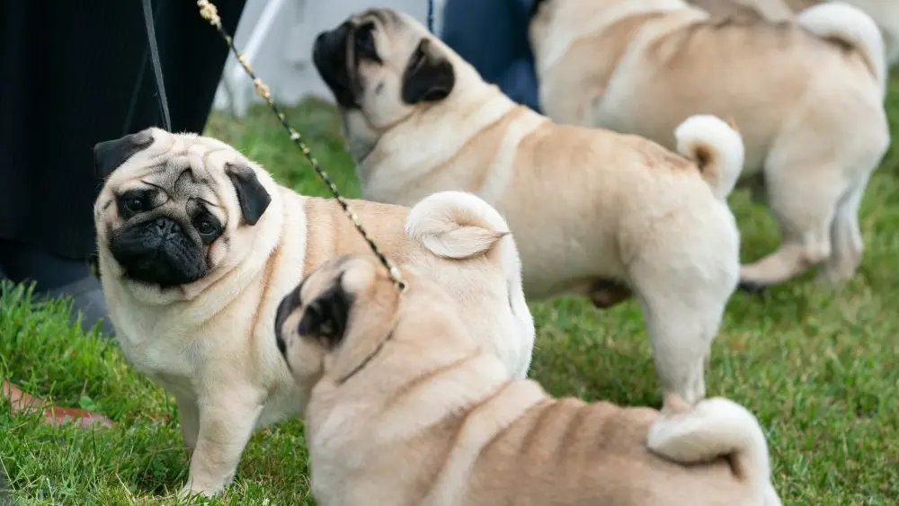 1775582297365699sejrqchl7g-apn537557