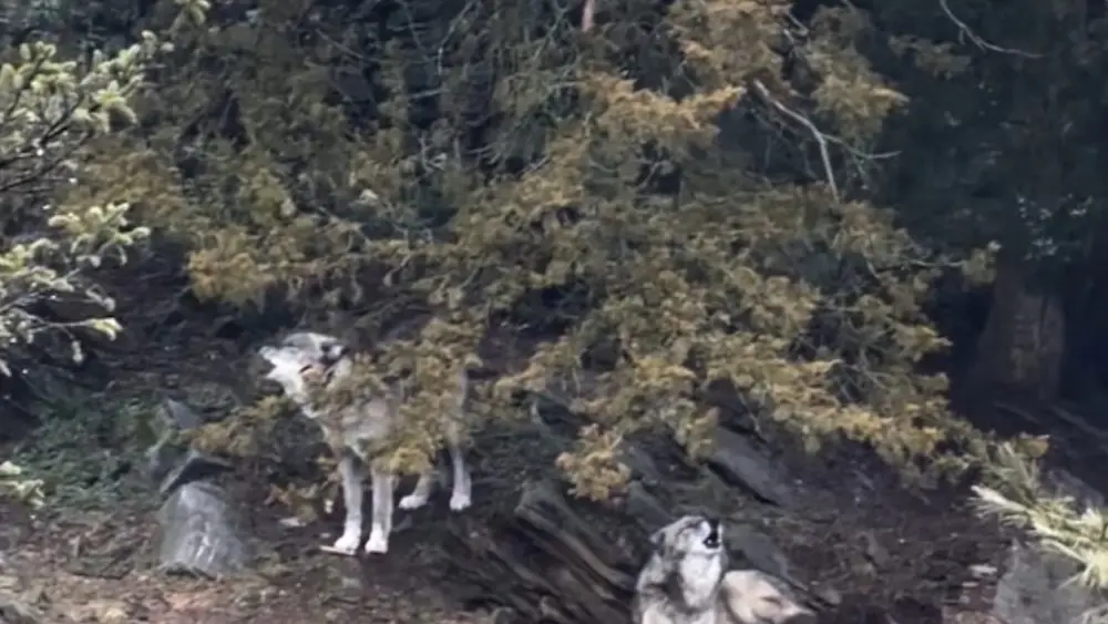 17756002905241089l0oa4ff59-apn832328