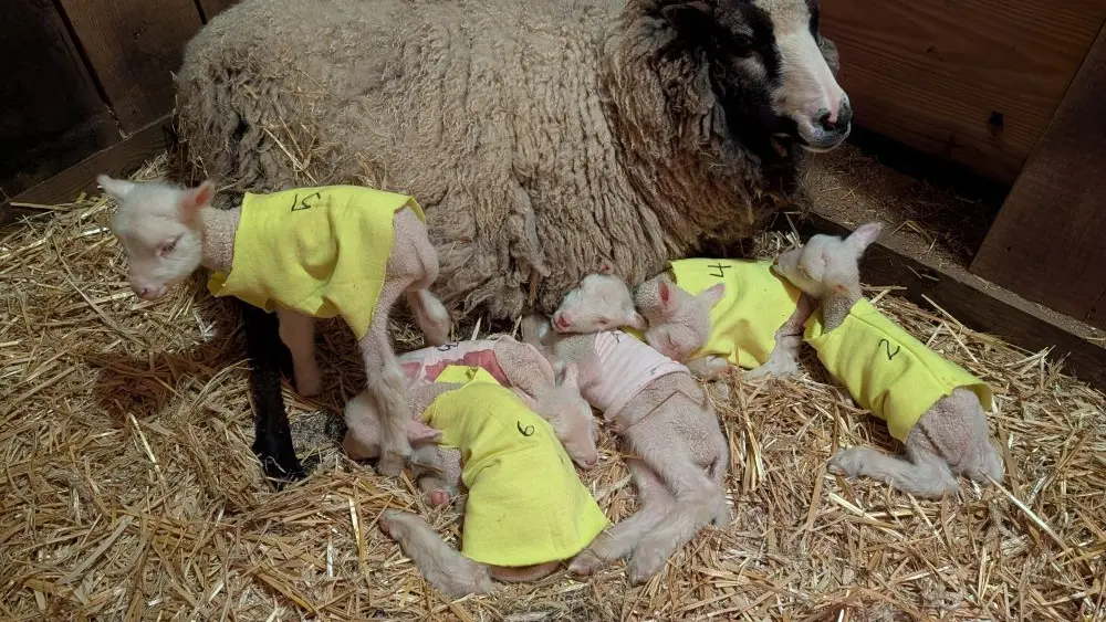 17772886939162659zqoqhw6df-apn813037