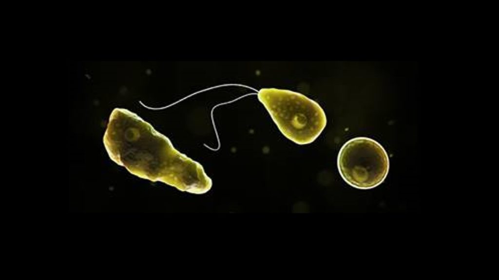 rare-brain-eating-amoeba-2