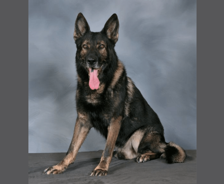 k9-lor