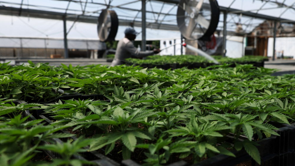 marijuana-plants-for-the-adult-recreational-market-at-hepworth-farms-in-milton-new-york-2